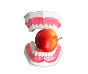 Artificial teeth biting apple. Concept of strong denture, healthy mouth, oral care, good dentistry, stomatology, vitamin food, whitening. Isolated on white background.