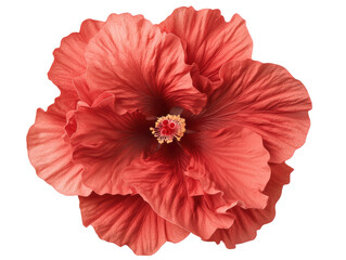 Fototapeta premium Vibrant red hibiscus flower symbolizing tropical beauty and warmth, cut out
