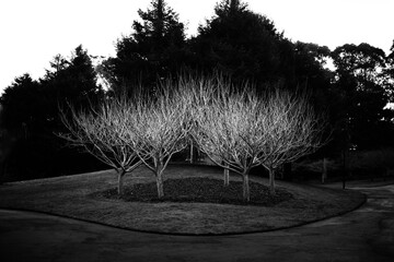 black and white trees