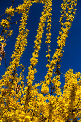 yellow flowers on blue background