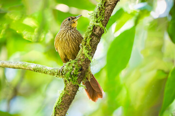 Lineated Foliage-gleaner (Syndactyla subalaris) Perched in Monteverde Cloud Forest