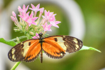 Florida Butterfly Landing on Pink Flower