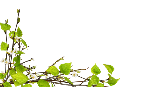 The first spring leaves and small flowers on tree branches isolated on white or transparent background