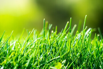 fresh green grass