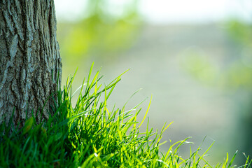 green grass on a sunny day