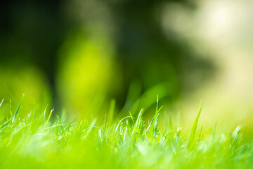 green grass background