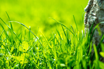 green grass background