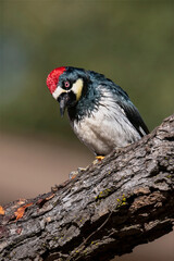 Acorn Woodpecker (Melanerpes formicivorus)  perched on the trunk of a tree