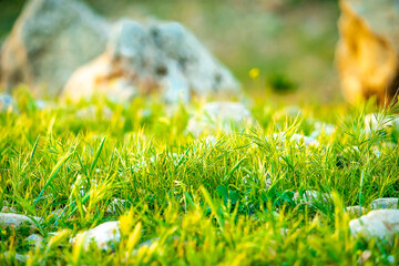 green grass in the forest
