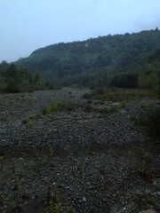 Green tree tunnel in spring
