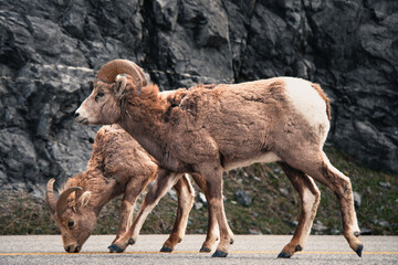 Big Horns on the road