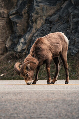 Big Horns on the road