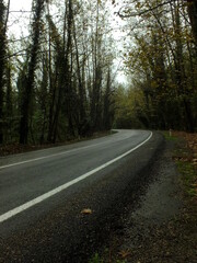 Green tree tunnel in spring