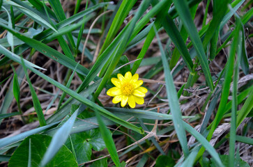 Spring wheat or buttercup wheat , Ficaria verna