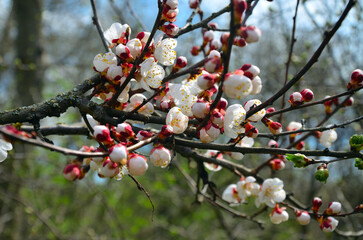 Apricot blossom