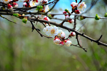 Apricot blossom