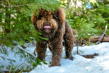 Fototapete bei efototapeten.de bestellen   