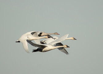 Swans in flight
