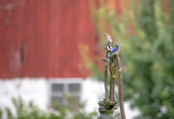 Bluebird on pump