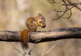 squirrel on a tree