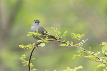 Gray catbird on branch