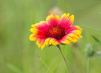 Red Blanket flower