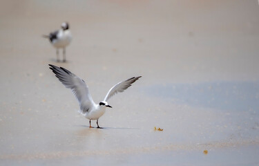 terns on beach