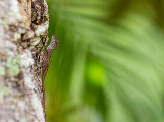 lizard on a tree