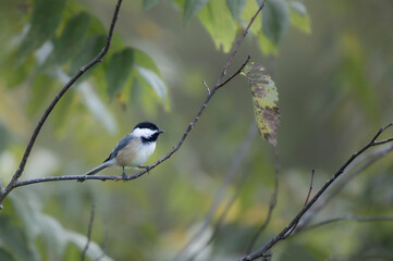 Obraz premium chickadee on branch in woods