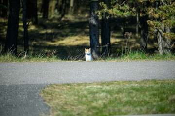 A cat is sitting calmly on the edge of a path surrounded by tall trees and grass. Bright sunlight highlights the cat and the natural landscape in the background