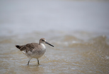 bird on the beach