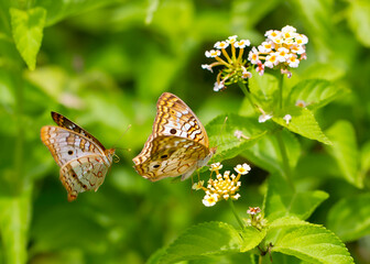 butterfly on a flower