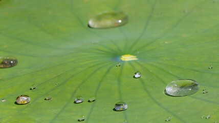 water drops on a green leaf