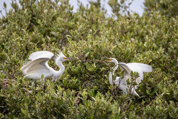 Snowy Egrets