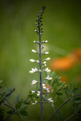 Wild White Indigo