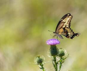 Swallowtail butterfly on thistle flower