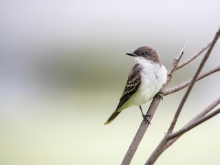 Kingbird on branch