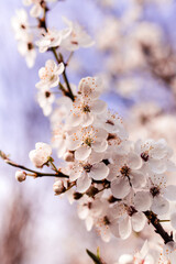 Springtime Bloom – White Blossoms on Tree Branch