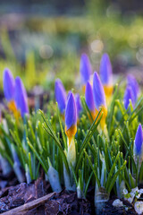 Frost-Kissed Purple Crocus Buds on a Spring Morning