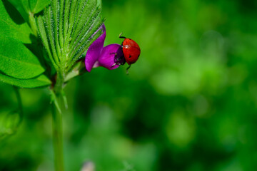 Red Beetle on Purple Wildflower in Nature
Close-up of a red beetle resting beneath a vibrant purple wildflower, surrounded by lush green foliage in natural sunlight.
