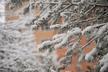 Snow covering pine tree branches in winter urban setting