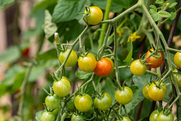 Vegetable garden, organic farm to table produce, and gardening concept.