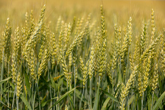 Green wheat field in grain filling growth stage. Cereal grain farming, commodity market and trade concept.