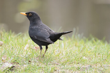 Obraz premium blackbird on the grass