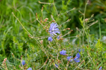 Plants and flowers in city flowerbeds in Macedonia
