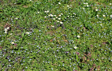 Wiese mit Gänseblümchen, Nesseln und Persischem Ehrenpreis
