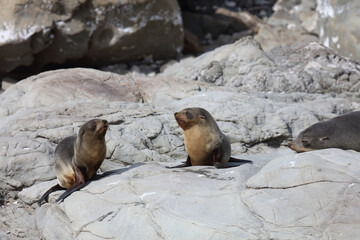 Neuseeländischer Seebär / New Zealand fur seal / Arctocephalus forsteri.