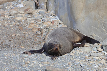 Neuseeländischer Seebär / New Zealand fur seal / Arctocephalus forsteri