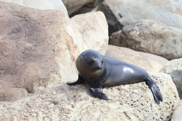 Neuseeländischer Seebär / New Zealand fur seal / Arctocephalus forsteri.