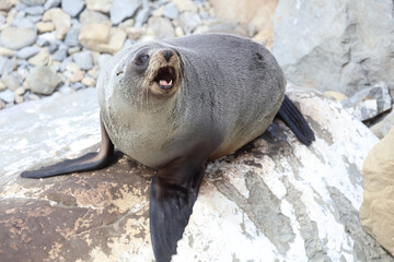 Neuseeländischer Seebär / New Zealand fur seal / Arctocephalus forsteri